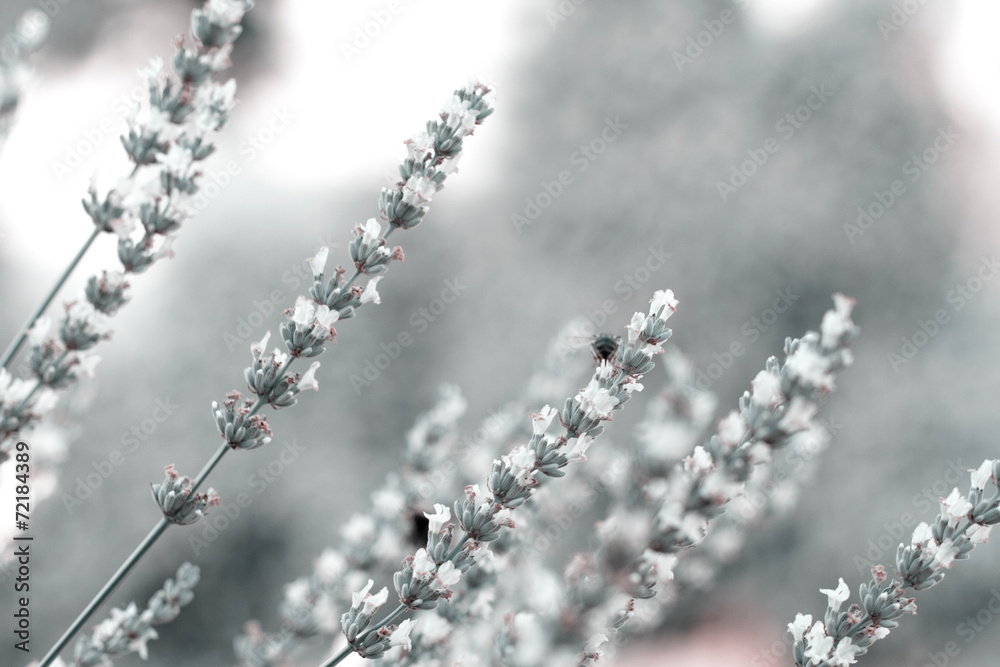 White lavender flowers White lavender flowers