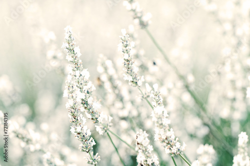 White lavender flowers © Nneirda
