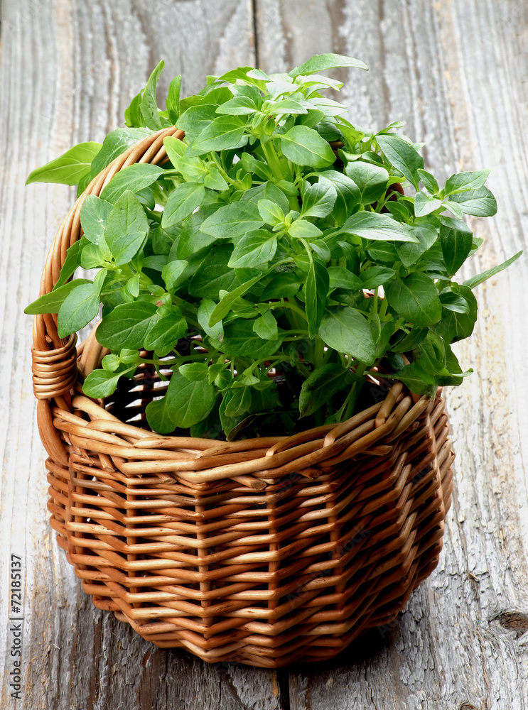 Naklejka premium Basil
