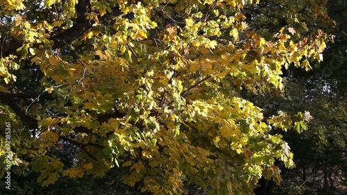 Autumn tree photo