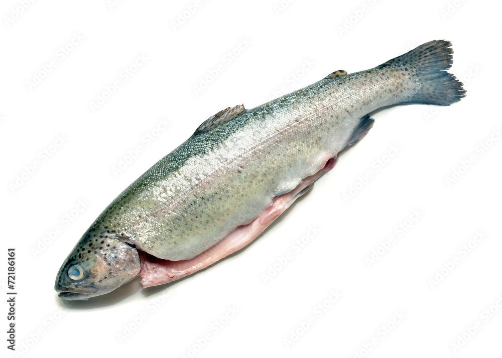 Naklejka premium trout fish