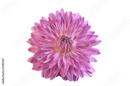 Пурпурная хризантема