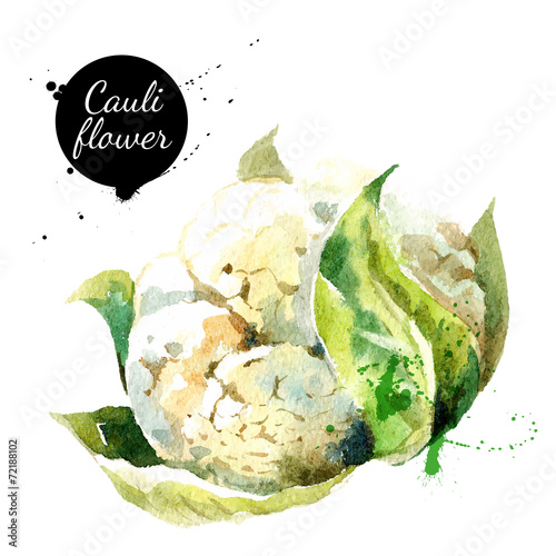 Cauliflower. Hand drawn watercolor painting on white background.