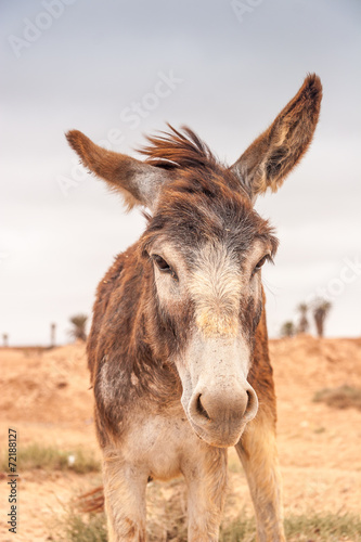 Brown donkey © PASTA DESIGN