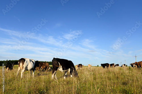 Cows © Pavlo Burdyak