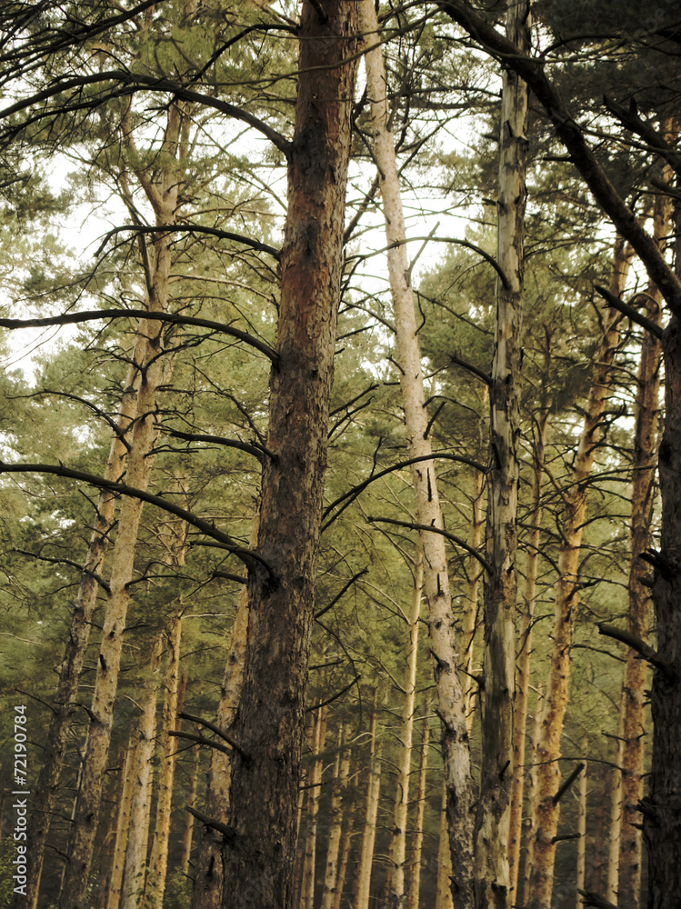 Fototapeta premium Vintage Photo of Pine Forest
