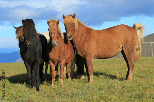 Group of three young horses on the pasture