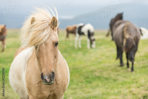 Wild Icelandic horse looking at camera. © 1tomm