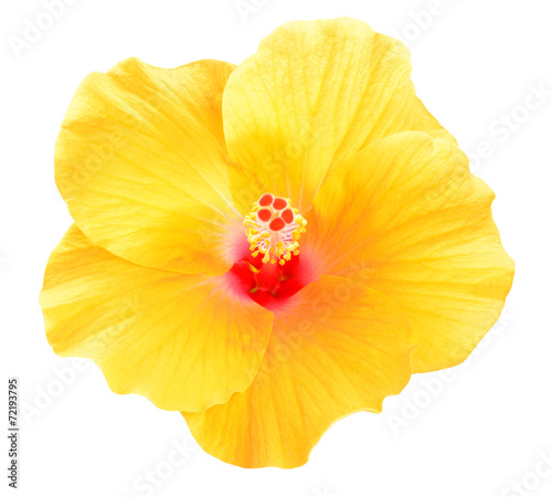 Yellow Hibiscus