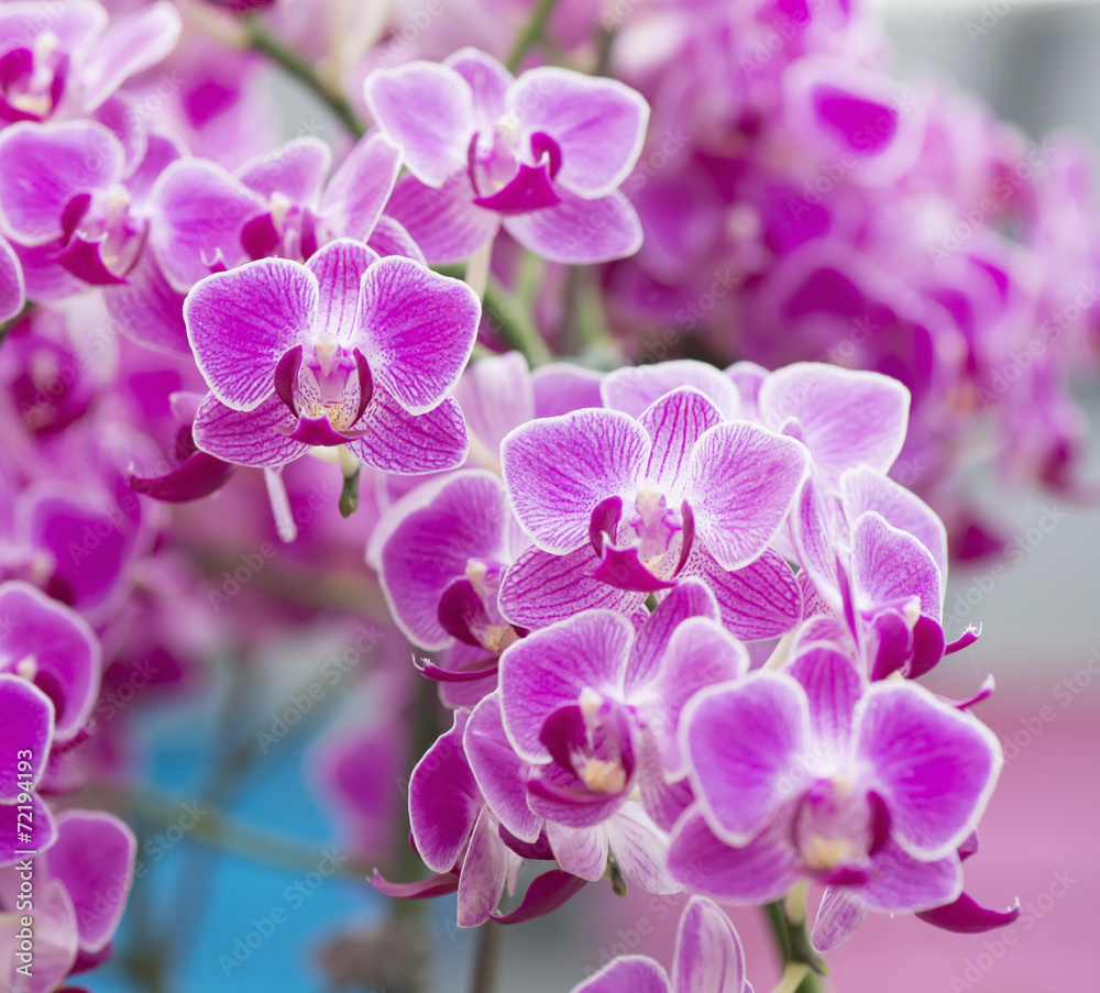 Pink orchid macro closeup in health spa. Pink orchid macro closeup in health spa.