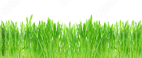 Dekoracja na wymiar  swieza-zielona-trawa-w-kroplach-rosy-na-bialym-tle