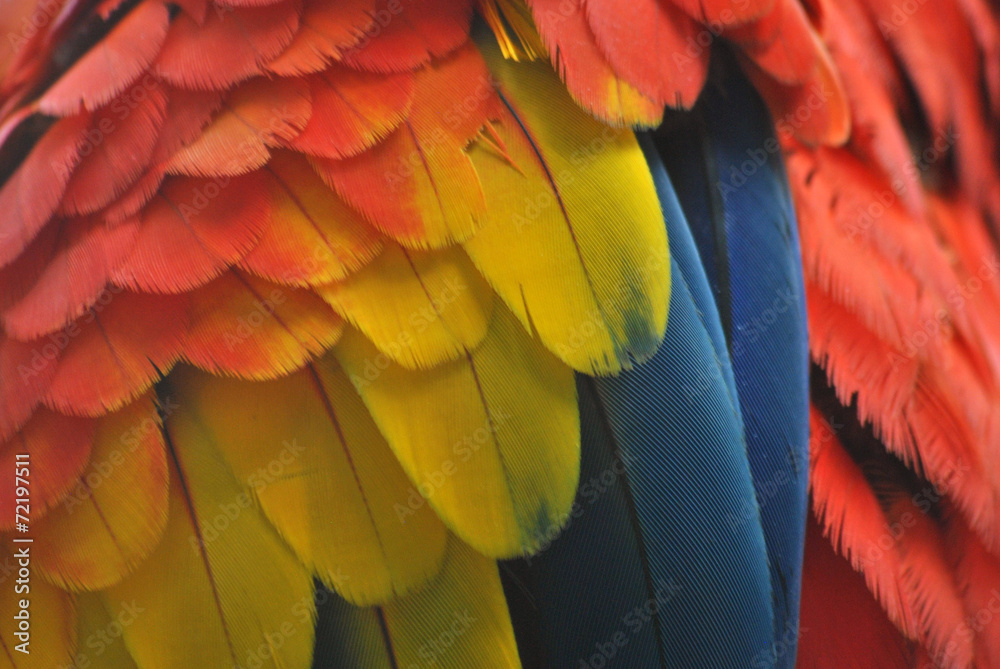 Obraz premium Close-up of macaw parrot feathers in red, yellow and blue