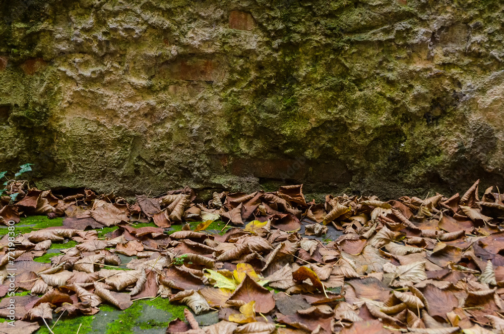 dry foliage under an old rocky wall dry foliage under an old rocky wall