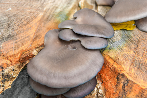 Mushrooms on tree trunk in autumn photo