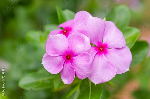 pink vinca flowers