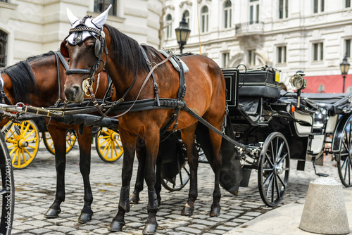 Horse drawn carriage