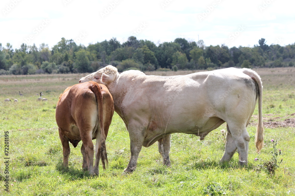 Bull & Cow in Field
