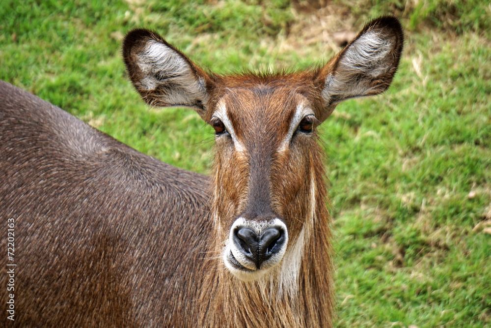 Javan rusa or Sunda sambar (Rusa timorensis) deer, female