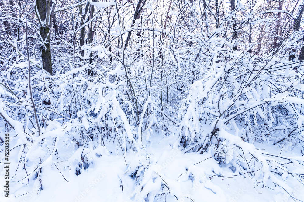 Winter branches Winter branches