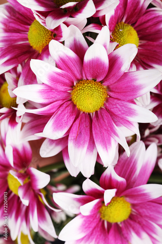 beautiful mum flower close up