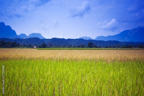 Color full cornfield II