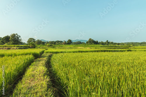 Landscape  green rice fields