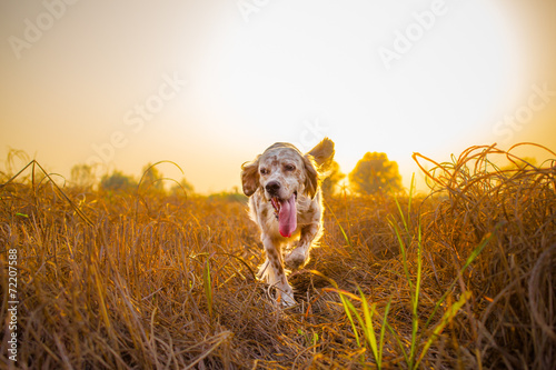 setter running in field