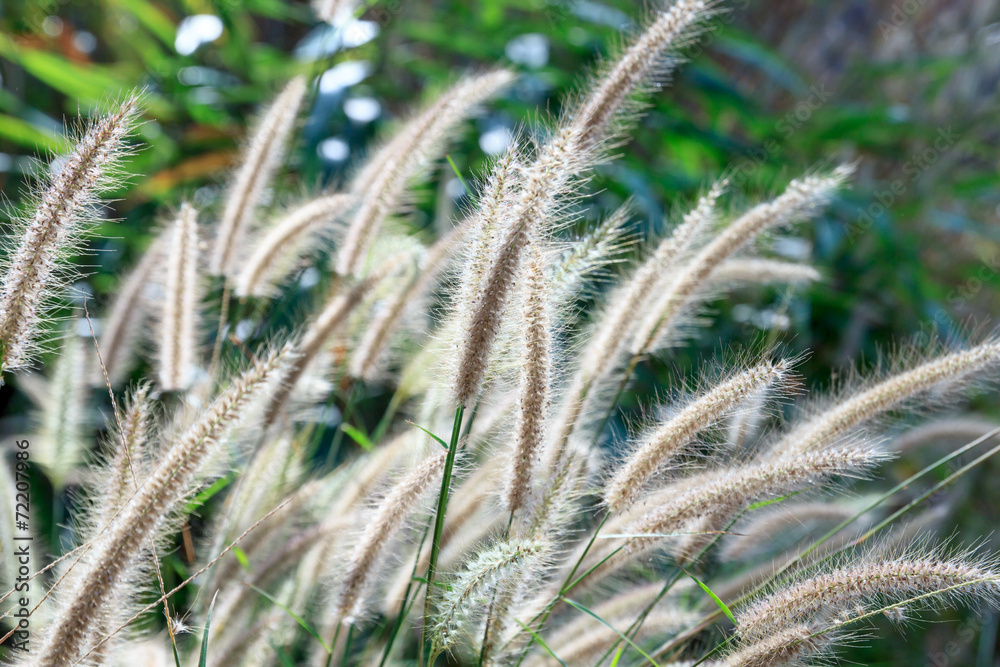 Natural flower of grass Natural flower of grass