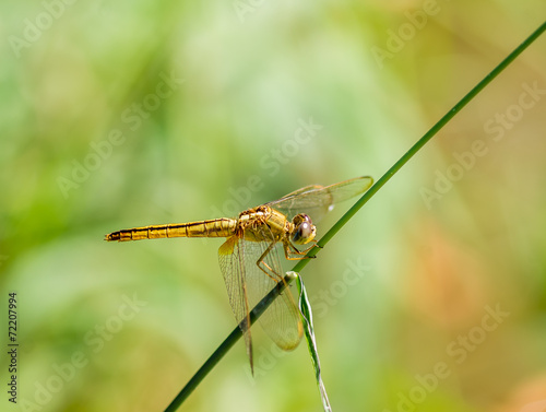Dragonfly © Seksan