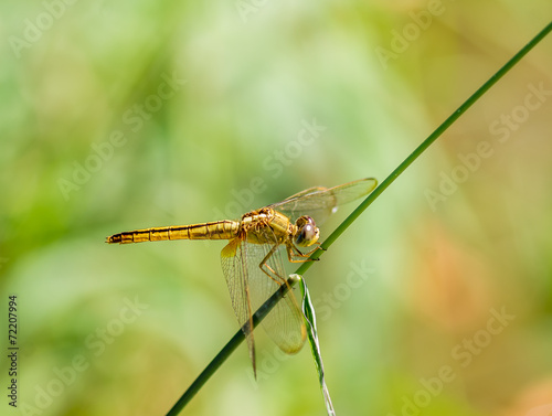 Dragonfly