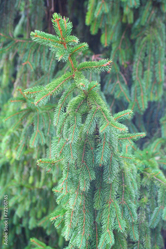 ramo di pino verde_ giardino photo