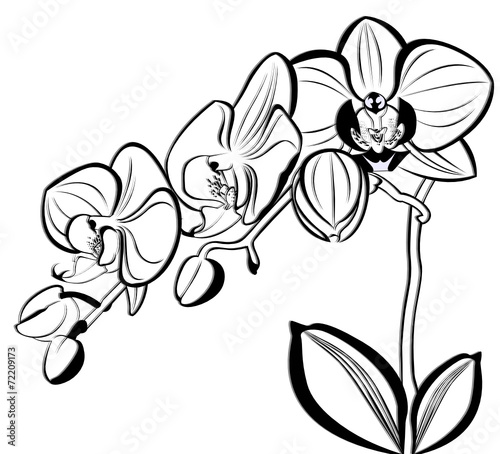Fototapeta Naklejka Na Ścianę i Meble -  orchids