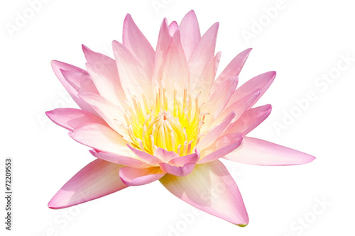 Pink blooming lotus isolated on white background.