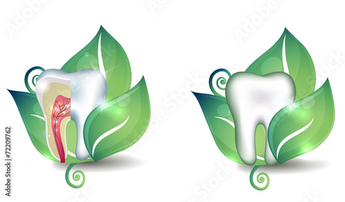 Tooth cross section and leaf. Bright abstract treatment concept