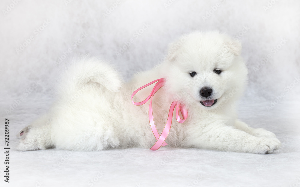 Studio shot of Samoyed puppy