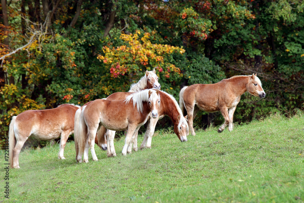 Wilde Pferde auf bergiger Weide im Herbst Wilde Pferde auf bergiger Weide im Herbst