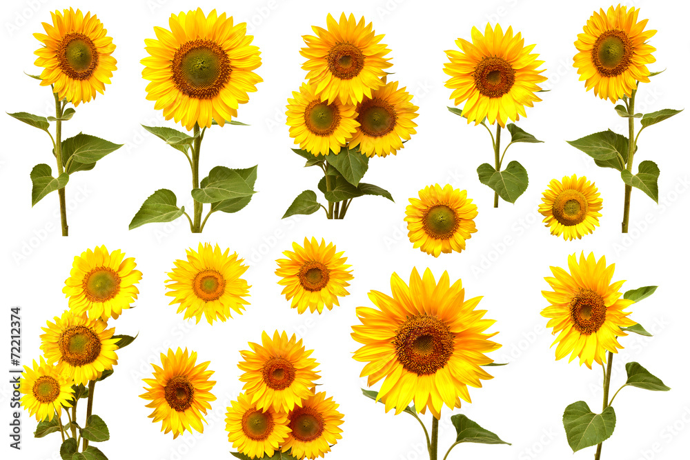 Fototapeta premium Sunflowers collection