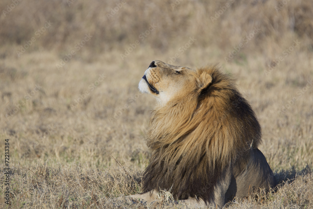 Obraz premium Portrait of a wild african lion