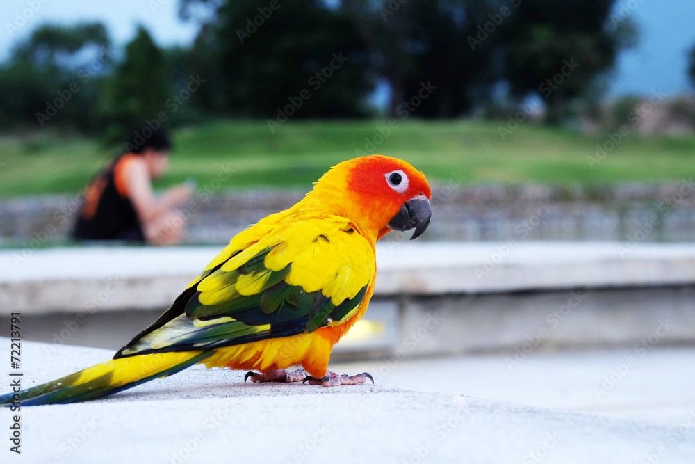 Obraz premium Cute Sun conure in lovely posture