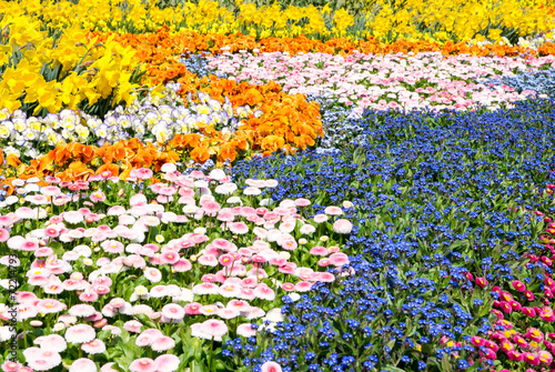 Fototapeta Naklejka Na Ścianę i Meble -  Gorgeous spring flowers