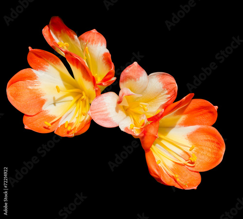 Clivia photo