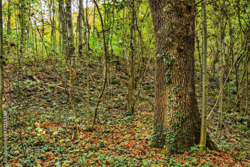 Lovely Autumn Lovely Autumn