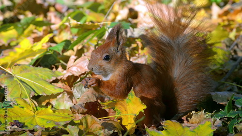 Squirrel in autumn forest