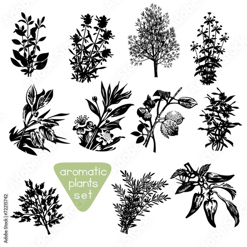Aromatic Herbs Hand Drawn Silhouettes