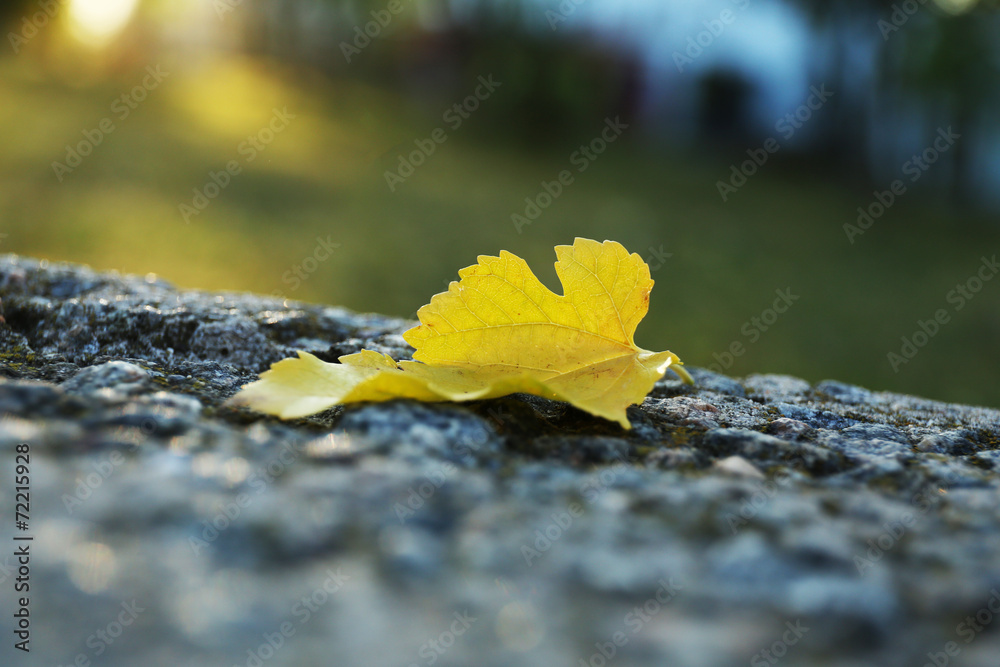 Beautiful autumn leaf on road Beautiful autumn leaf on road