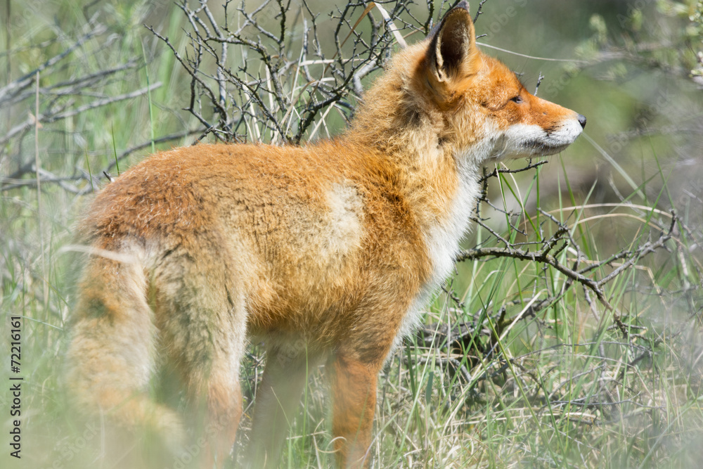 Fototapeta premium Red fox