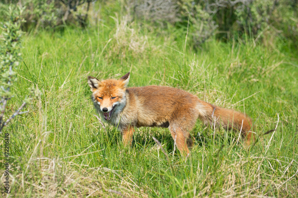 Red fox Red fox