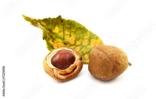 Red horse chestnut tree leaf and conker cases and seed photo