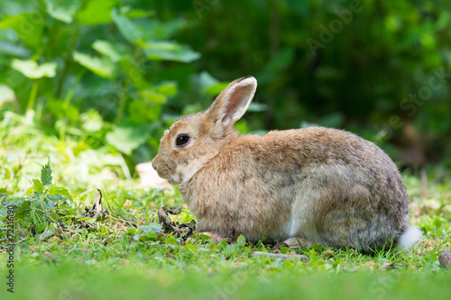 European rabbit © Ivonne Wierink