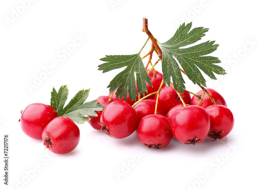 Hawthorn berry photo